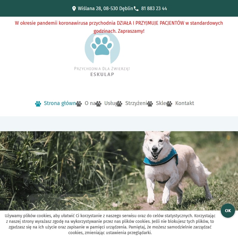 Dęblin - morfologia krwi psa